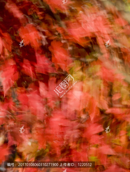 樹葉在秋天的紅楓