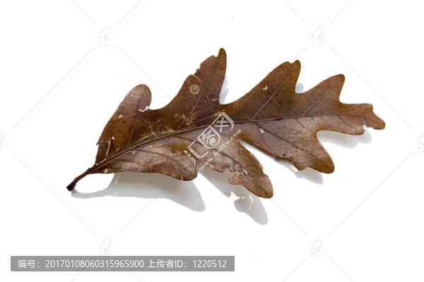 橡樹葉