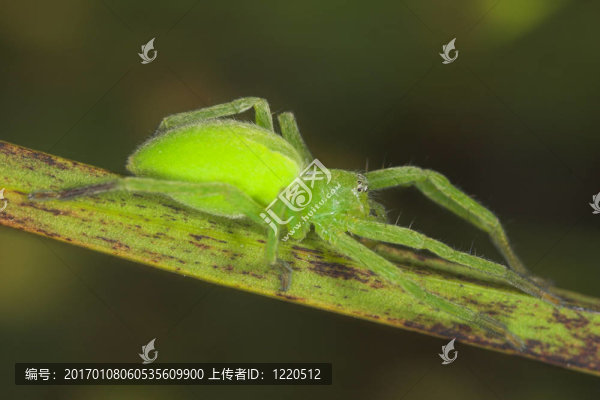 蜘蛛