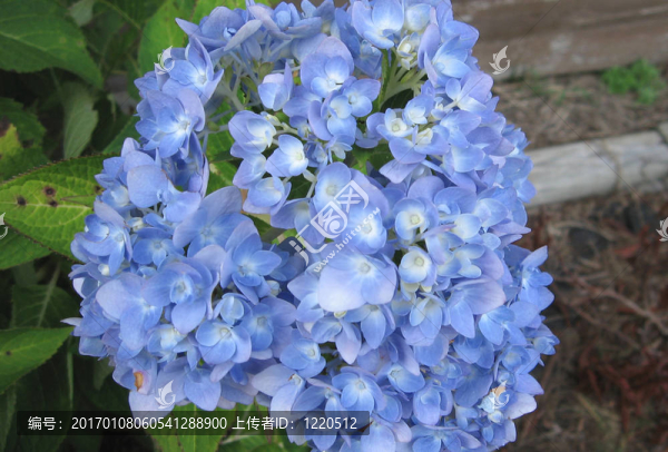 繡球花