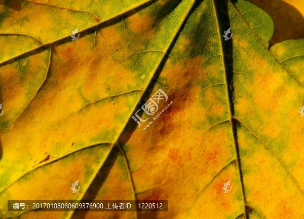 葉