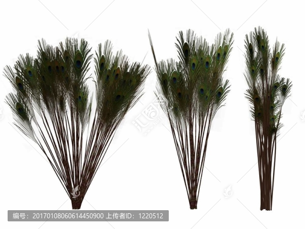 孔雀Feather,Clum