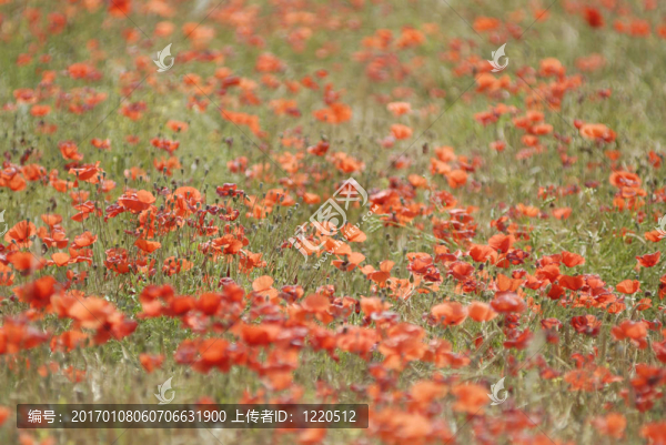 罌粟花的田野