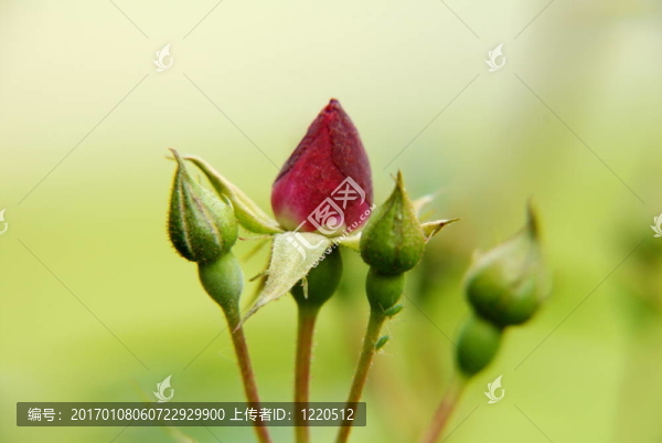 玫瑰花蕾