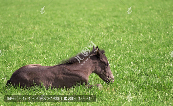 小馬駒