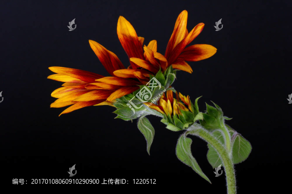 向日葵