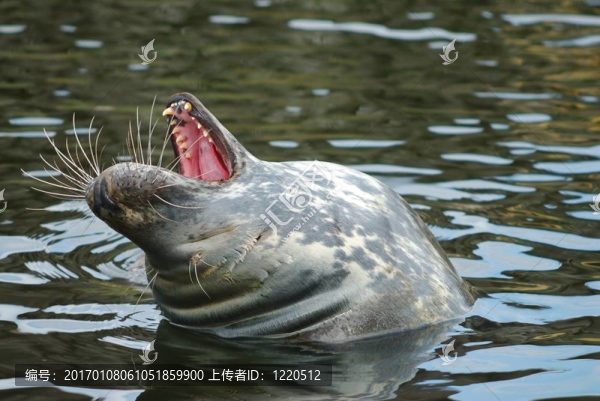 密封