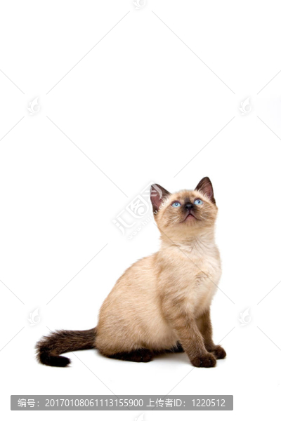 嬰兒暹羅小貓