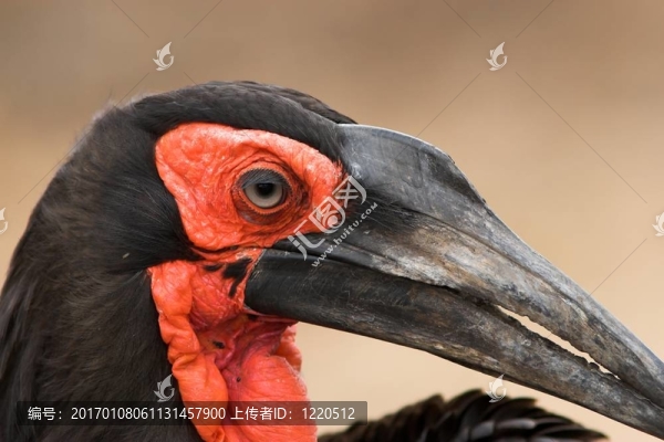 犀鳥