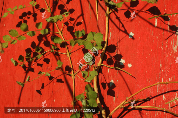 紅色的舊墻