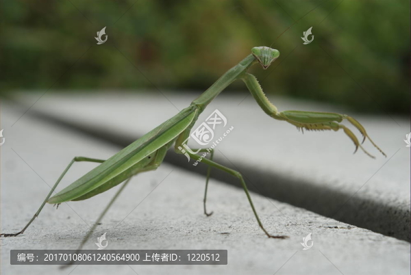 螳螂看著你