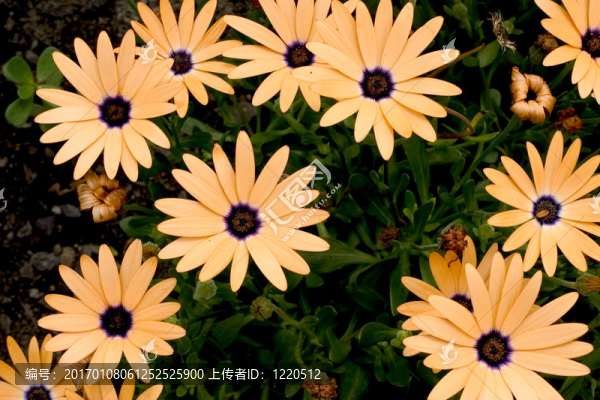 非洲雛菊