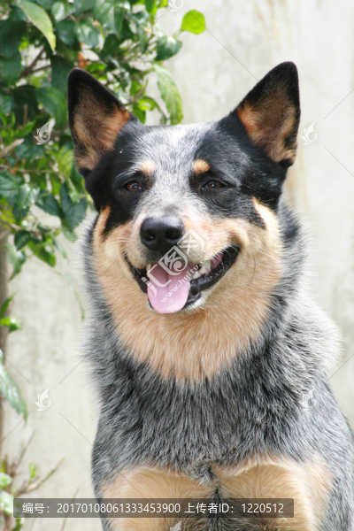 澳大利亞牧牛犬