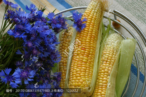 Cornflowers和玉米