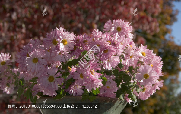 最后的花束
