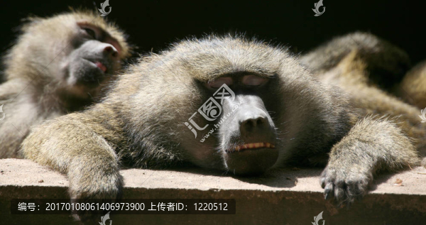 狒狒