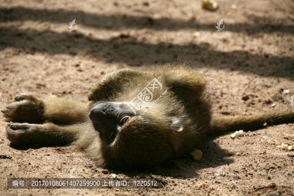 狒狒