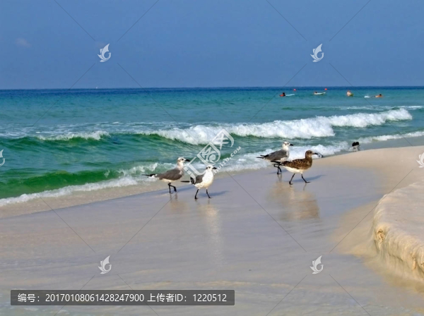 海灘上的鳥(niǎo)
