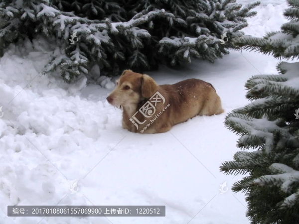 第一場(chǎng)雪