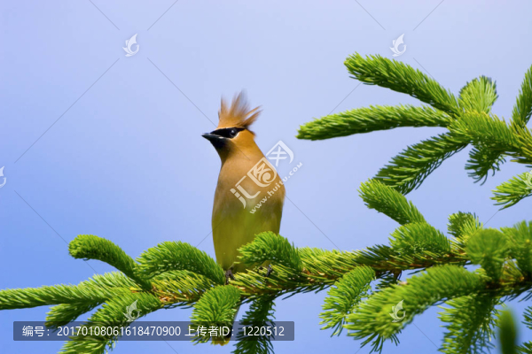 唐金的太平鳥
