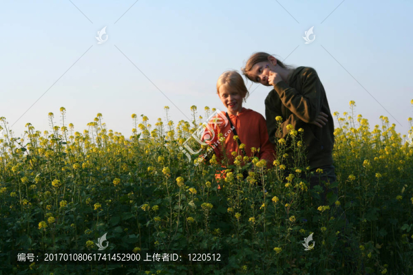 油菜上的日落