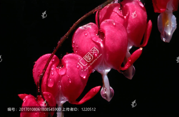 花1