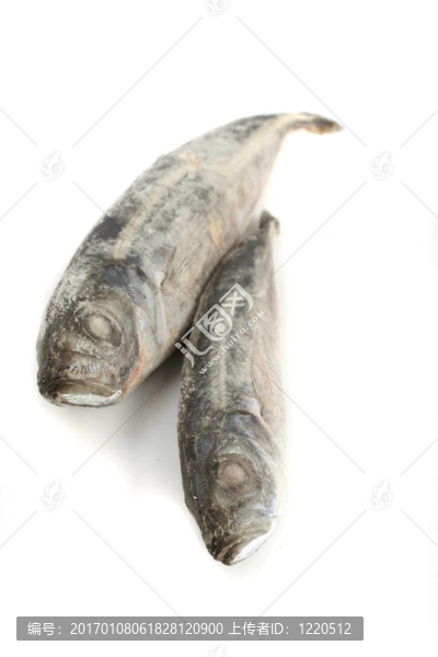 沙丁油魚
