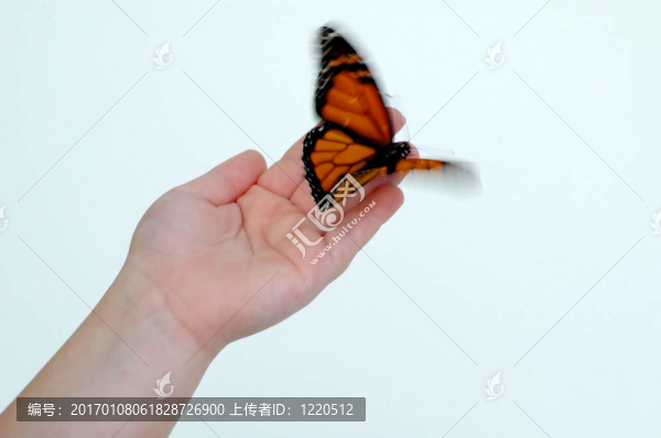 butterfly1