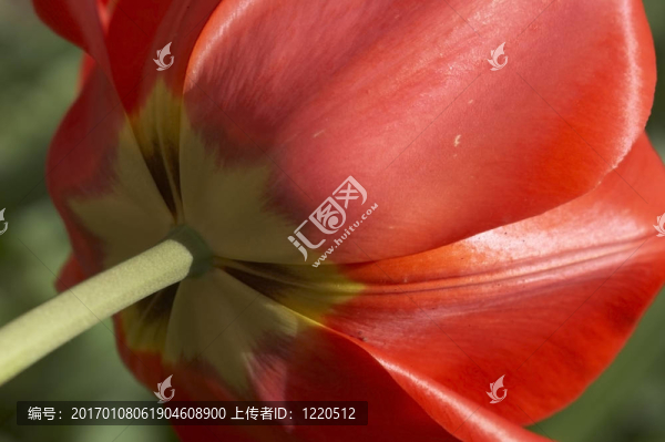 紅色的郁金香