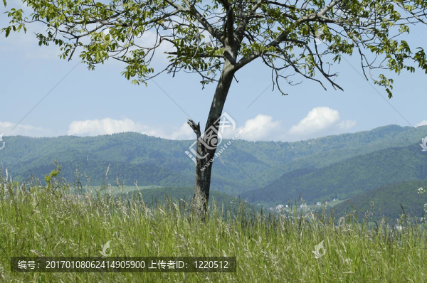 孤立的樹(shù)