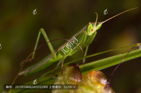 螳螂