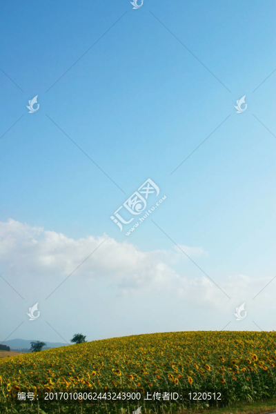 天空和向日葵
