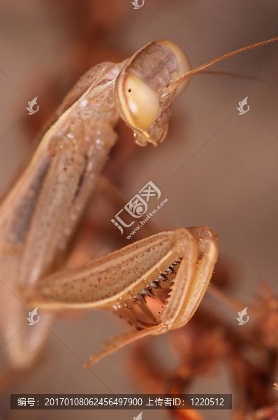 螳螂