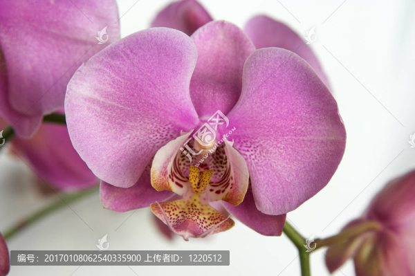 蘭花