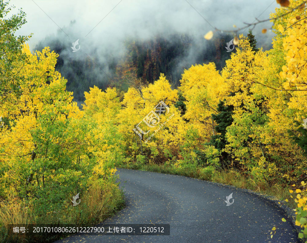 楊road1