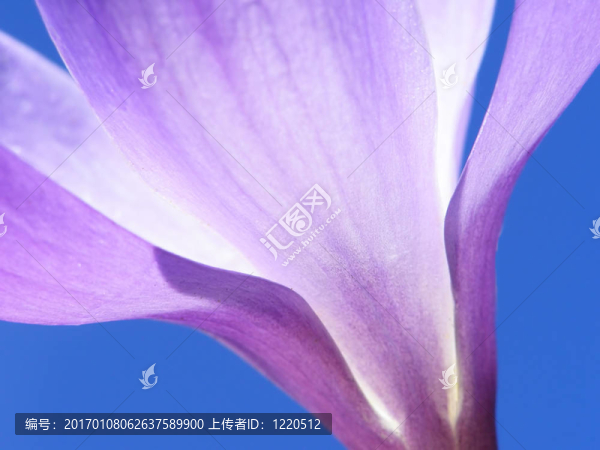 春番紅花