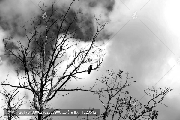 黑烏鴉