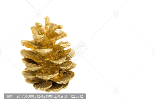 金松錐