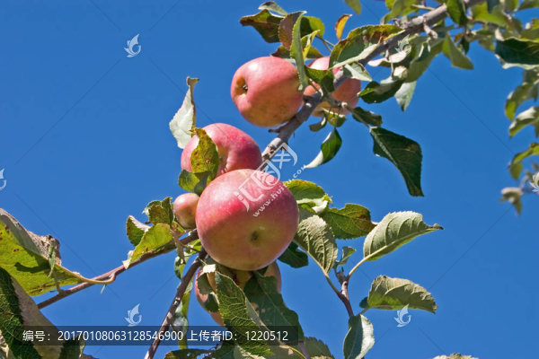 蘋果樹上