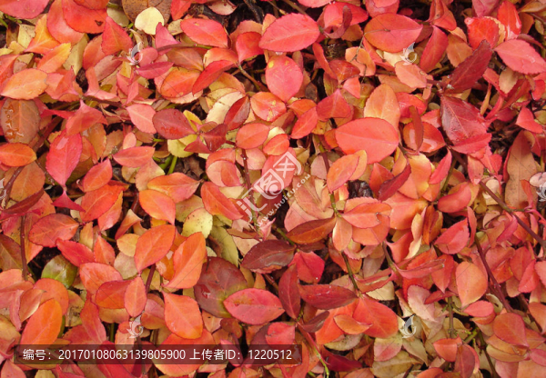 紅色的葉子