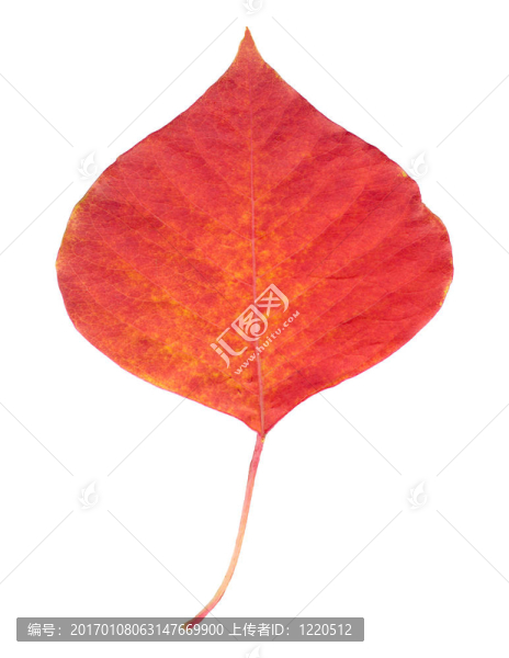 一個(gè)紅色的葉