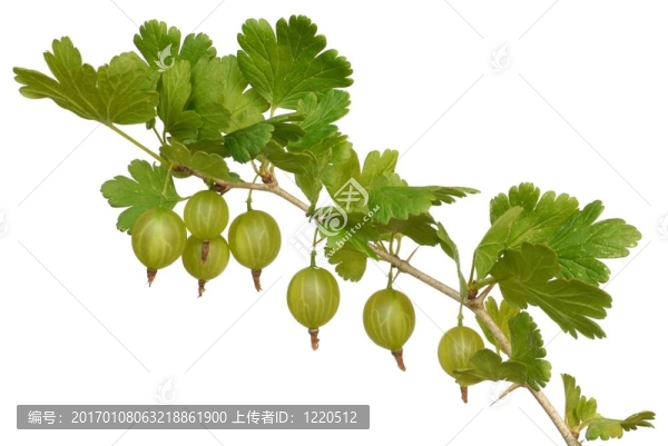 醋栗