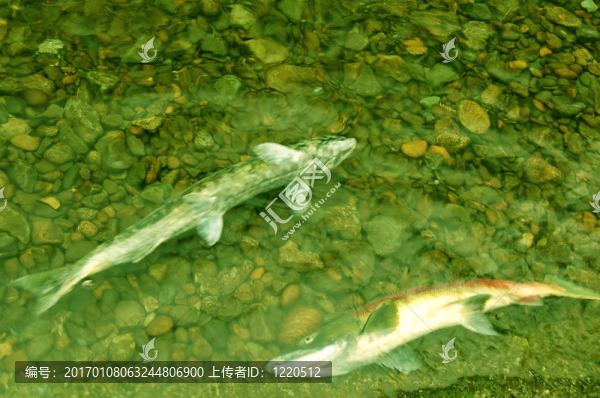 死魚