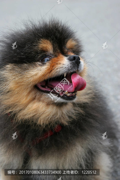 野生的狗