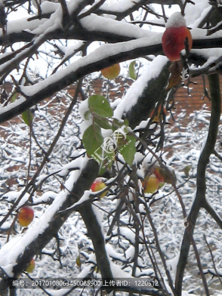雪蘋果