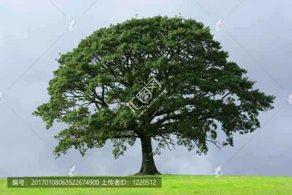 橡樹