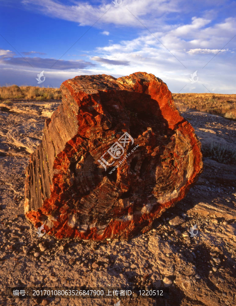 petrifiedrock1
