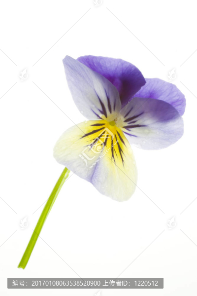 藍(lán)色堇型花，孤立在白色背景