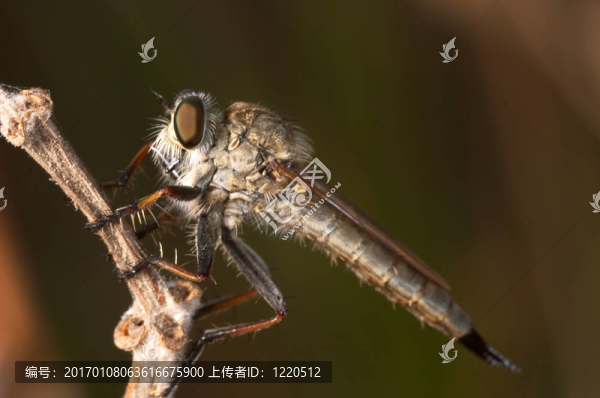 殺手飛