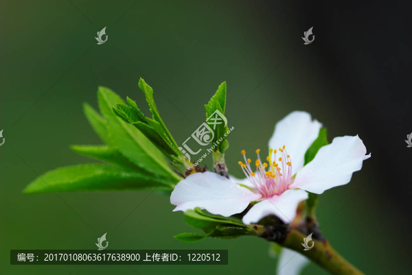 杏仁樹的花